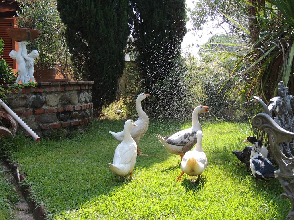 Il Cipresso Del Gallo มอนเตกาตินี แตร์เม ภายนอก รูปภาพ